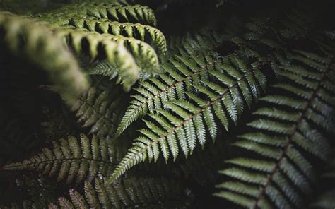 Download Wallpaper 3840x2400 Fern Leaves Green Plant Bush 4k Ultra