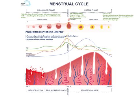 premenstrual syndrome pms and premenstrual dysphoric disorder pmdd a synopsis