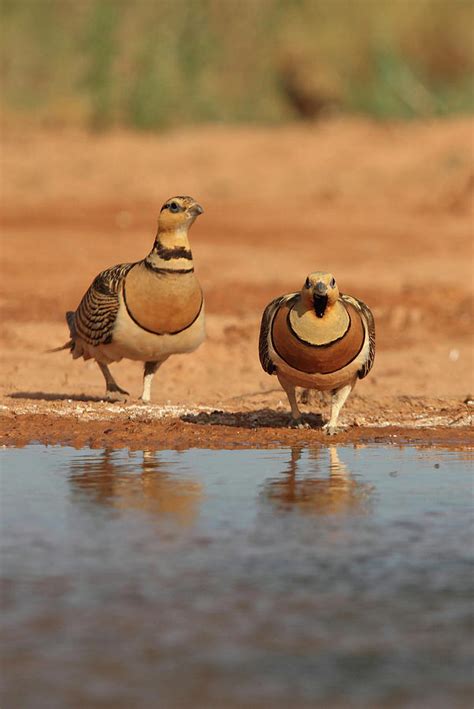 Pin Tailed Sandgrouse Male And Female In A Water Point Early Morning
