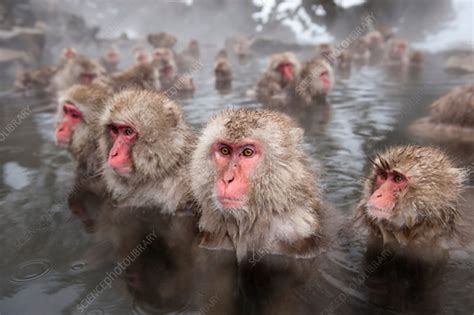 Japanese Macaques In Hot Springs Stock Image C0421039 Science Photo Library