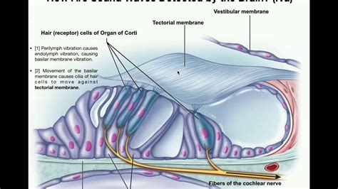 Anatomy Hearing Part 2 Functions Of Cochlea And Organ Of Corti