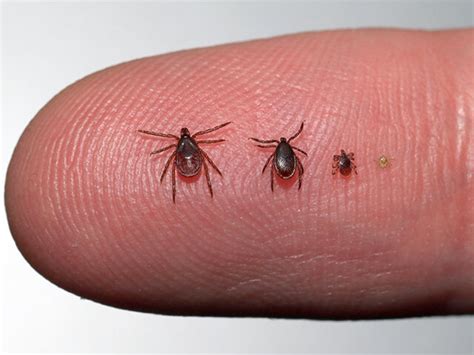 Ticks Mice And Lyme Disease — Healthy Homes Pest Control — Richmond