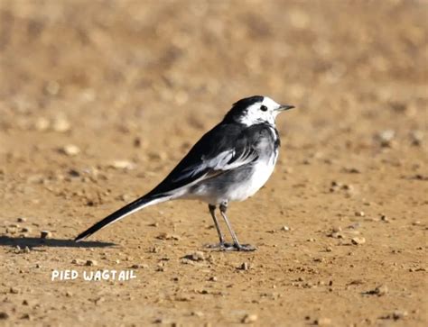 Pied Wagtail In The Uk Your Essential Guide Birds In My Back Garden