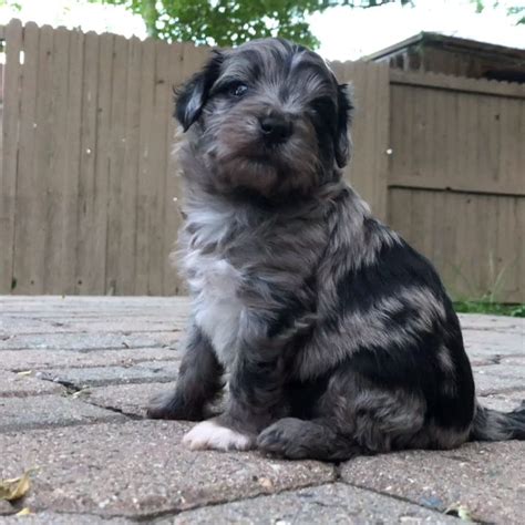 **located selma indiana ** akc registered great dane first round shots dewarmed at 4 and 6 weeks dad is 100% euro 207lbs and mom 50% euro she 153lbs both…. Our Adorable Maltipoo Puppies #adorablesmallpuppies ...