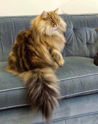 Etrends Top 5 Persian Cats Breed Norwegian Forest Cat