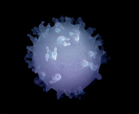 Monocyte White Blood Cell Photograph By Ami Imagesscience Photo