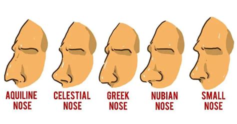 Different Nose Shapes Kopolnet