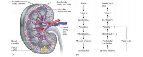 Bloodvessel — the blood vessels are part of the circulatory system and function to transport blood throughout the body. Kidney Circulation Diagram - Kidney Failure Disease