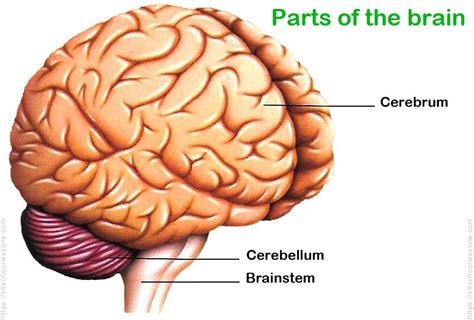 Human Brain For Kids The Brain Human Brain Facts Human Body Facts