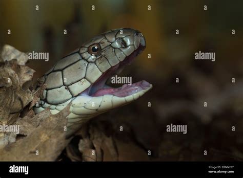 King Cobra Ophiophagus Hannah Captive Occurs In Asia Stock Photo Alamy