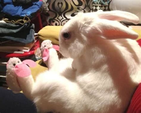 Bunny In Bunny Slippers Animals Bunny Slippers Funny Animals