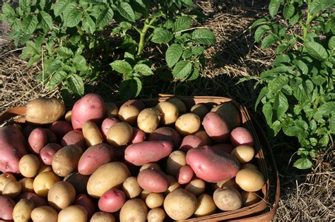 Ten Interesting Facts About Potatoes By Bloominthyme