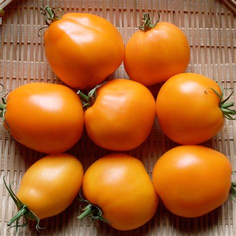 Tomato Siberian Orange Organic Adaptive Seeds