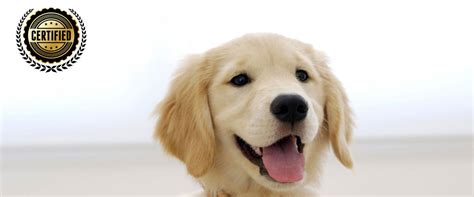 cropped  cute dog wallpaper copy jpg  sydney dog trainer