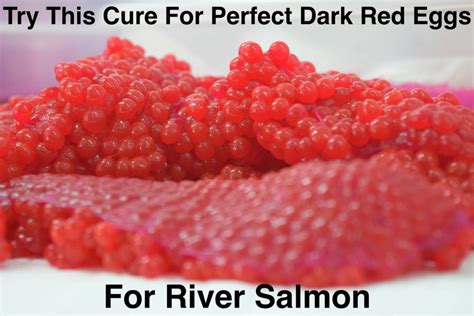Try This Cure To Get Perfect Dark Red Eggs For River Salmon Pautzke