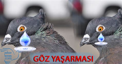 Güvercinlerde Göz Sulanması Ornithosis | Mehmet Hoca Güvercin