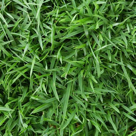 Zoysiagrass, often spelled zoysia grass, originated in japan and was brought to the u.s. 9 Different Types of Yard Grass for the Perfect Lawn