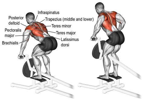 T Bar Row Exercise Guide Muscles Worked How To Benefits Variations