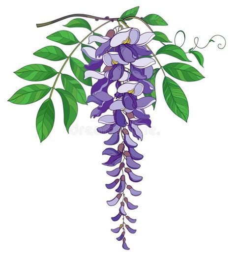 Vector Set Of Outline Wisteria Or Wistaria Flower Bunch And Bud In