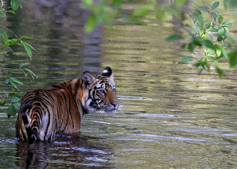Tiger Cub At Bandhavgarh National Park Photographed Is One Flickr