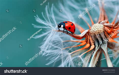 205202 Ladybug Images Stock Photos And Vectors Shutterstock