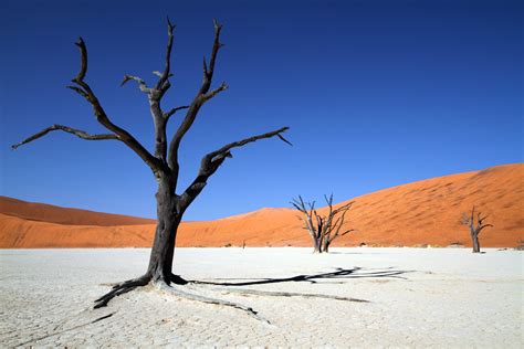 Sfondi Africa Alberi Albero Natura Canone Morto Sabbia Deserto