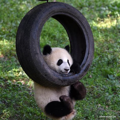 Panda Twins Celebrate First Birthday At Chongqing Zoo Xinhua