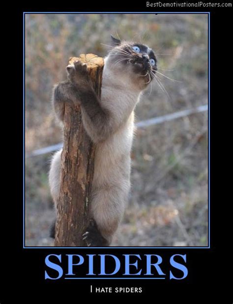 Cat Scared By Spider Demotivational Poster