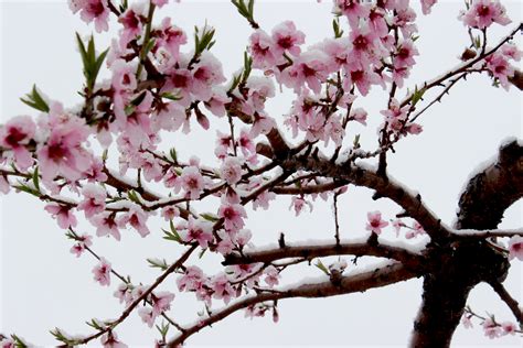 Free Images Tree Branch Flower Spring Produce Cherry Blossom