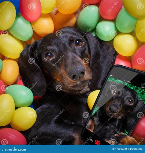 Happy Easter Dog With Eggs Stock Photo Image Of Basket 175349734