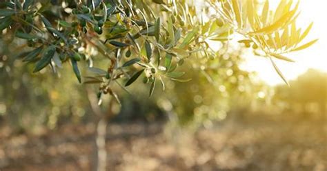 Olive Tree Fruit Suppression Custom Weed And Pest Control