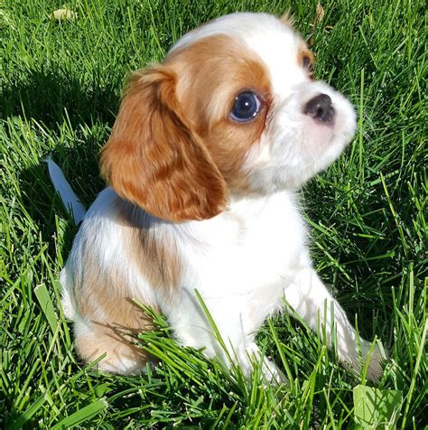 AKC Champion Pedigree Cavalier King Charles Spaniel Puppies For Sale From Happy Ca King