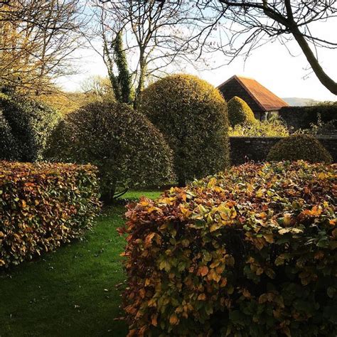 Will Smithson On Instagram Autumnal Topiaries In The Plum Orchard At