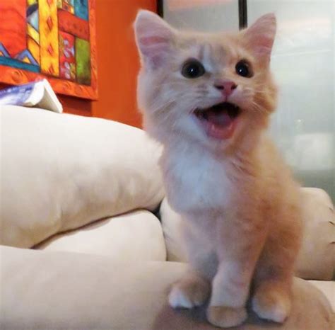 Meet The Cutest Ginger Kitty On Three Legs