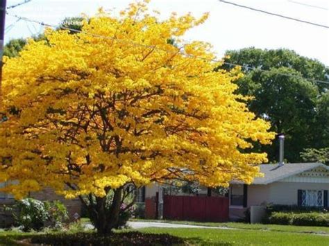 Find images of tropical flower. Eye See Life: Most Beautiful Tropical Trees