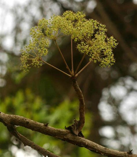 Steganotaenia Araliacea Carrot Tree Geelwortelboom S A No 569 Zimbabwe