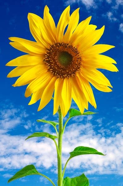 Sunflower Hd Free Stock Photos Download 2692 Free Stock Photos For
