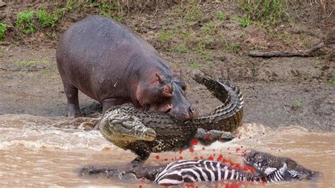 Hippo Vs Crocodile Fight Animals Wild Wild Animals Photos Deadly