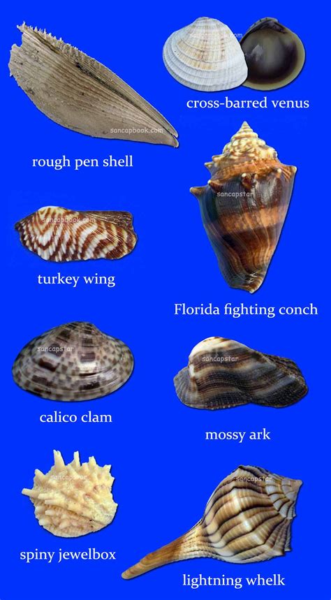 Sancapstar Shell Guide Sea Shells Shells Sanibel Shells