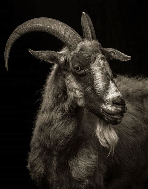 Download A Mature Goat Donning A Long Beard Wallpaper