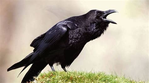 raven  crow  eastern slavic legends     exaggeration    raven