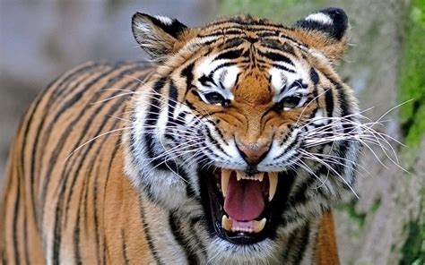 Angry Tiger Wallpapers Top Free Angry Tiger Backgrounds Wallpaperaccess