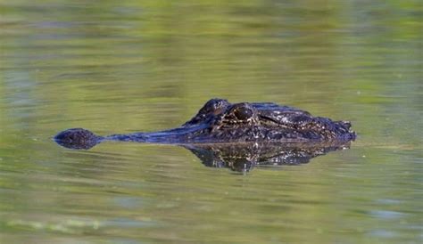 920 Pound Alligator Found In Lake Eufaula In Southeast Alabama Lake