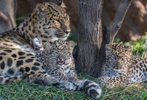 Pair Of Endangered Amur Leopard Cubs Born At The San Diego Zoo San