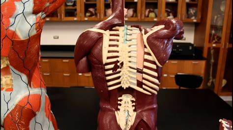 Superficial muscles of the torso. MUSCULAR SYSTEM ANATOMY:Back region torso muscles model ...