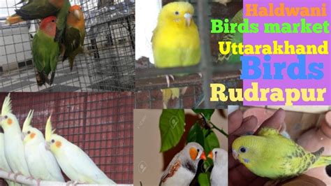 Haldwani Birds Market Uttarakhand Birds Rudrapur Youtube