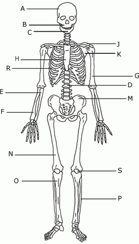Human Skeleton Unlabeled Worksheet