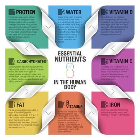 8 Essential Nutrients Of The Human Body Nutrient Animal Nutrition