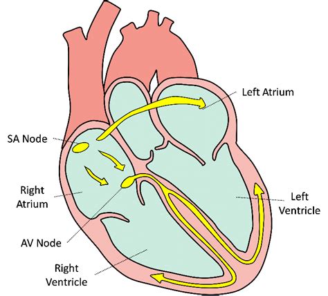14 Diagram Of Heart Electrical System Robhosking Diagram