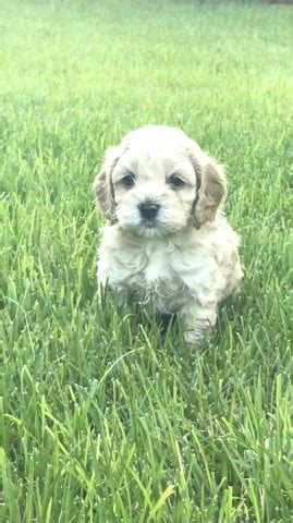 Rhonda's cockapoos southern california's premier first generation cockapoo breeder. Cockapoo puppy dog for sale in San Diego, California